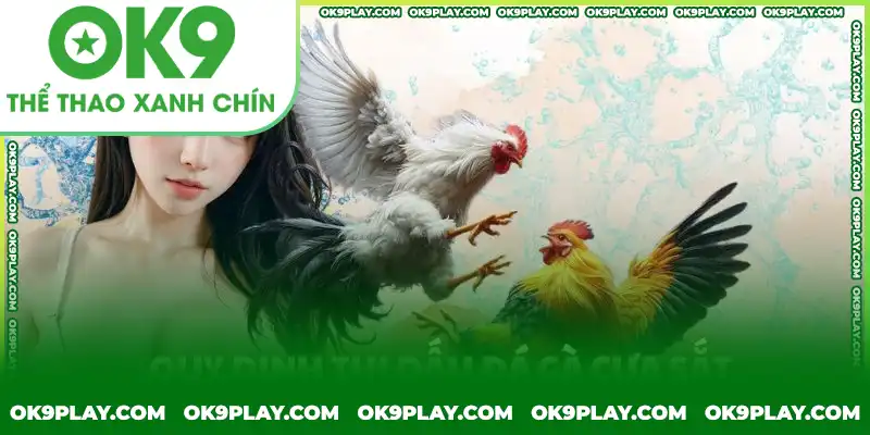 Thời gian thi đấu chọi gà cựa sắt khá nhanh so với đá gà đòn